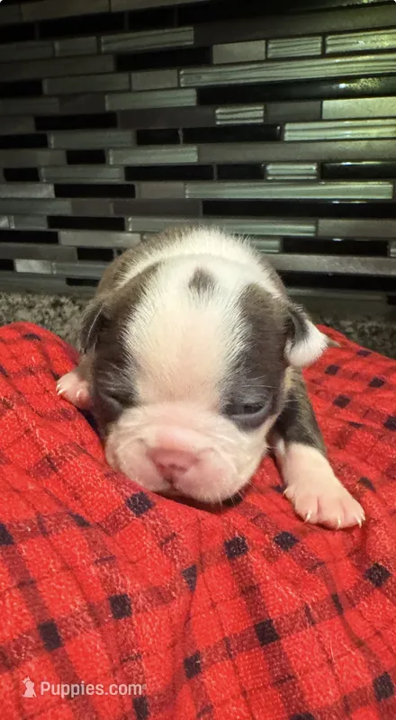 AKC Lilac Girl – Boston Terrier puppy for sale in Saginaw, MI