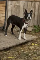 AKC Big Blaze, a male Boston Terrier for sale in Saginaw, MI – 2 of 3