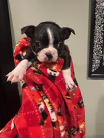 AKC Runt, a male Boston Terrier for sale in Saginaw, MI – 9 of 10