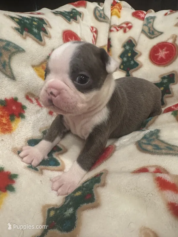AKC Lilac Girl – Boston Terrier puppy for sale in Saginaw, MI