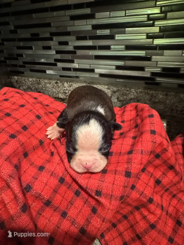 AKC Slim – Boston Terrier puppy for sale in Saginaw, MI