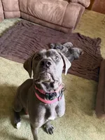 Female 1 , a female Cane Corso for sale in Beech Creek, PA – Photo 7 of 7