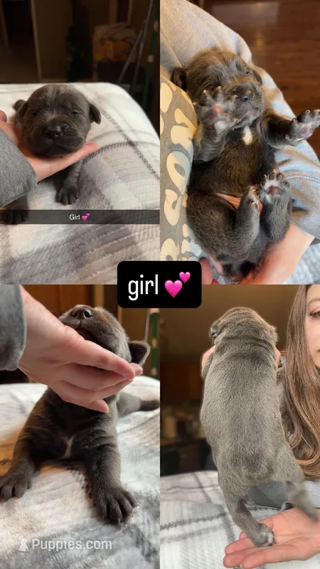 Female 1  – Cane Corso puppy for sale in Beech Creek, PA