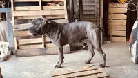 Female 1 , a female Cane Corso for sale in Beech Creek, PA – Photo 6 of 7