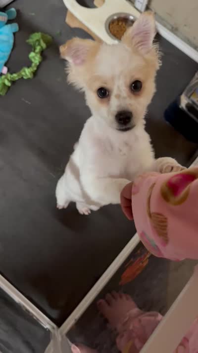 Mili, a female Pomeranian for sale in Othello, WA – 4 of 4