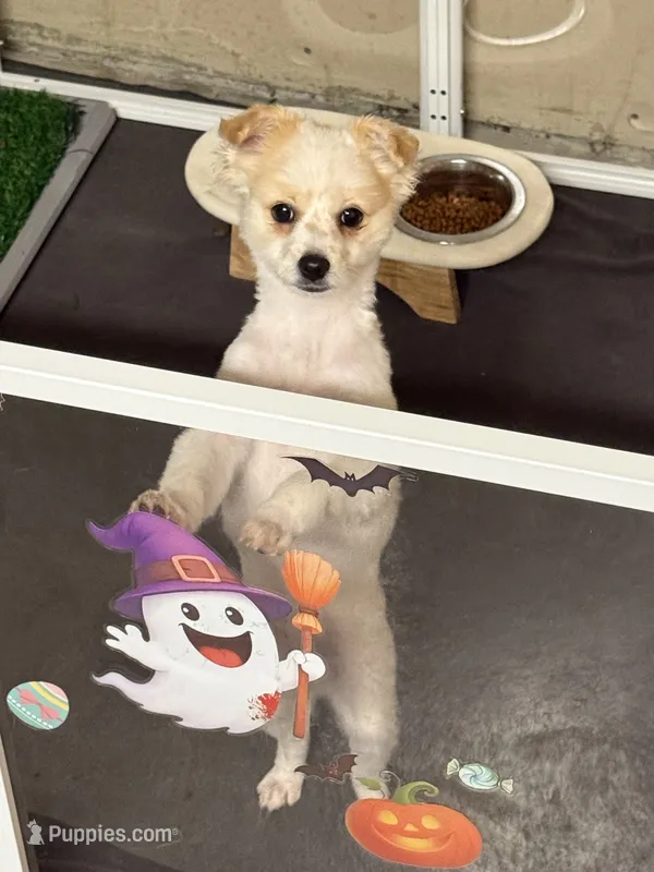Mili – Pomeranian puppy for sale in Othello, WA