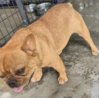 Female frenchy , a female French Bulldog for sale in Morganton, NC – 3 of 3
