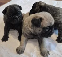 Female pug fawn, a female Pug for sale in Morganton, NC – 2 of 3