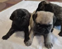 Pug fawn male, a male Pug for sale in Morganton, NC – 3 of 3
