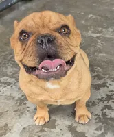 Female frenchy , a female French Bulldog for sale in Morganton, NC – 2 of 3