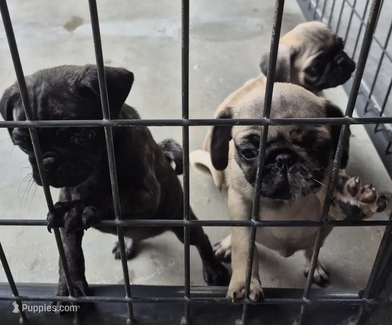 Pug fawn male – Pug puppy for sale in Morganton, NC