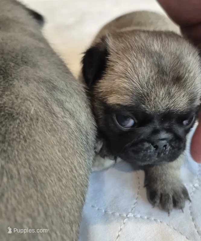 Female pug fawn – Pug puppy for sale in Morganton, NC