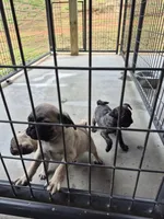Pug fawn male, a male Pug for sale in Morganton, NC – 2 of 3