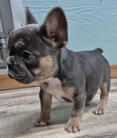 Frenchy, a female French Bulldog for sale in Morganton, NC – Photo 3 of 3