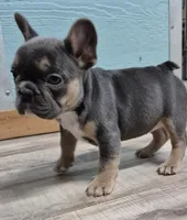 Frenchy, a female French Bulldog for sale in Morganton, NC – Photo 2 of 3