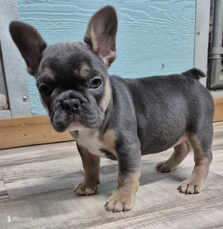 Frenchy – French Bulldog puppy for sale in Morganton, NC