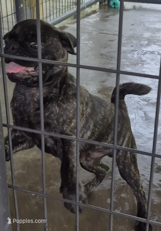 Brindle pug male – Pug puppy for sale in Morganton, NC