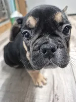 Frenchy, a male French Bulldog for sale in Morganton, NC – Photo 3 of 3