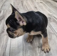 Frenchy, a male French Bulldog for sale in Morganton, NC – Photo 1 of 3