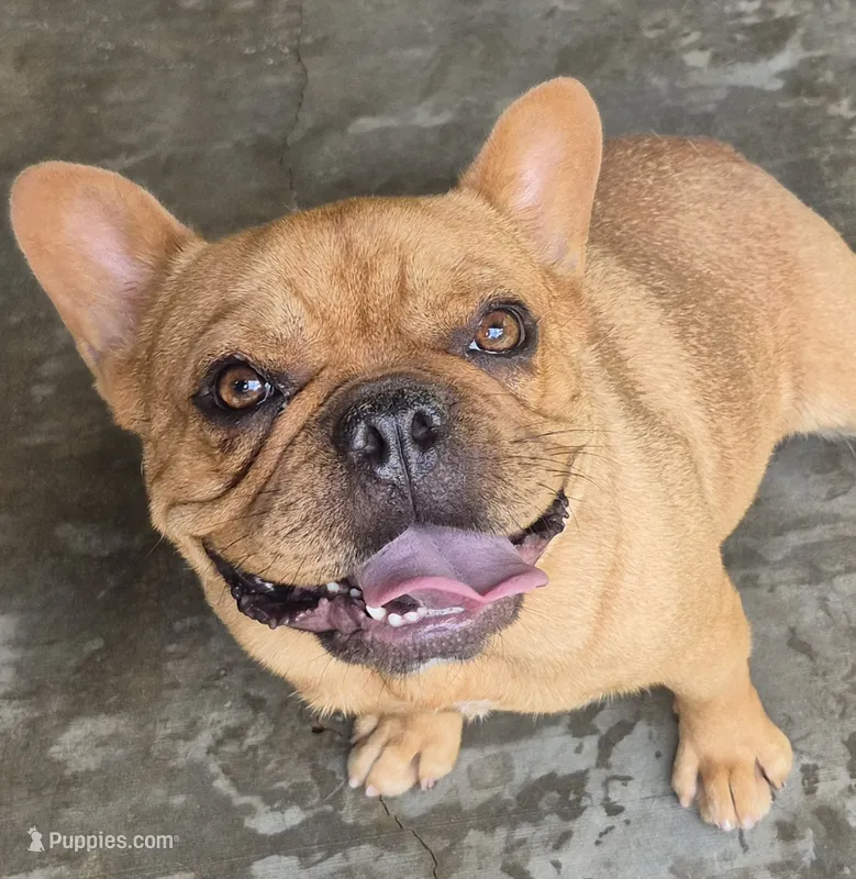 Female frenchy  – French Bulldog puppy for sale in Morganton, NC