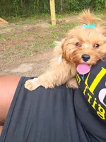 Kloe , a female Cavapoo for sale in Pensacola, FL – 2 of 2