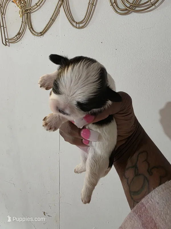 Ocean  – Shih Tzu puppy for sale in Pensacola, FL