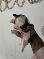 Ocean , a male Shih Tzu for sale in Pensacola, FL – 1 of 3