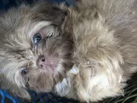 River AKC , a male Shih Tzu for sale in Pensacola, FL – 3 of 6