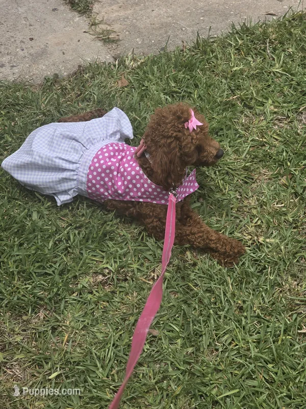 Tiny – Poodle - Toy  puppy for sale in Pensacola, FL