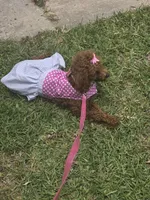 Tiny, a female Poodle - Toy  for sale in Pensacola, FL – 1 of 5