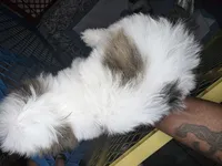 Lagoon AKC , a male Shih Tzu for sale in Pensacola, FL – 3 of 8