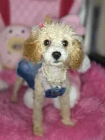Honey T Cup, a female Poodle - Toy  for sale in Pensacola, FL – 3 of 3