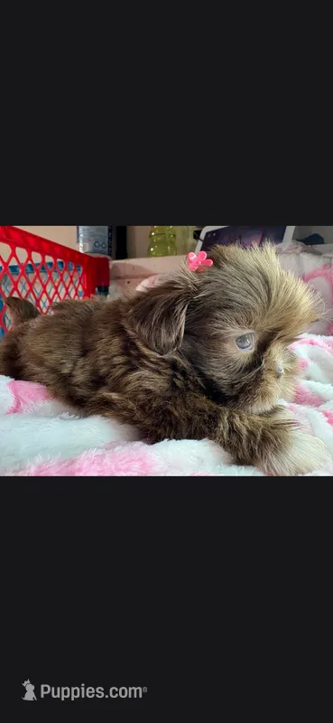 Shela  – Shih Tzu puppy for sale in Pensacola, FL
