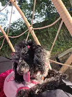 Sade , a female Poodle - Toy  for sale in Pensacola, FL – 2 of 6