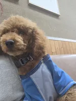 Bentley , a male Poodle - Toy  for sale in Pensacola, FL – 2 of 3