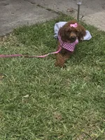 Tiny, a  Poodle - Toy  for sale in Pensacola, FL – 2 of 3