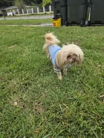 Shela , a female Shih Tzu for sale in Pensacola, FL – 8 of 8