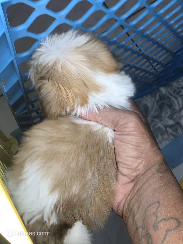 Lake AKC  – Shih Tzu puppy for sale in Pensacola, FL
