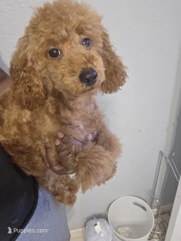 Bentley  – Poodle - Toy  puppy for sale in Pensacola, FL