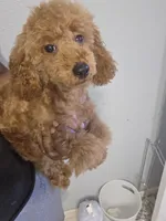 Bentley , a male Poodle - Toy  for sale in Pensacola, FL – 1 of 3