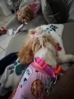 Hazel , a female Cavapoo for sale in Pensacola, FL – 8 of 8