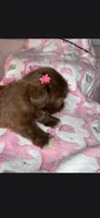 Shela , a female Shih Tzu for sale in Pensacola, FL – 2 of 5