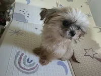 Tee T Cup shih Tzu , a male Shih Tzu for sale in Pensacola, FL – 1 of 4