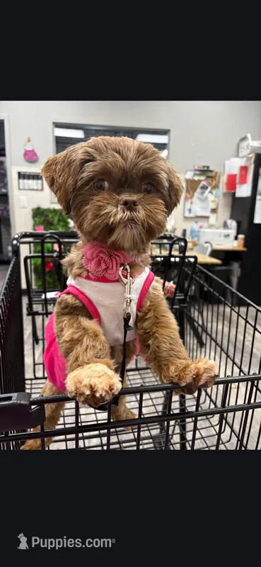 Dream – Shih Tzu puppy for sale in Pensacola, FL