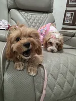 Hazel , a female Cavapoo for sale in Pensacola, FL – 2 of 5