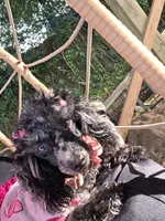 Sade , a female Poodle - Toy  for sale in Pensacola, FL – 4 of 6