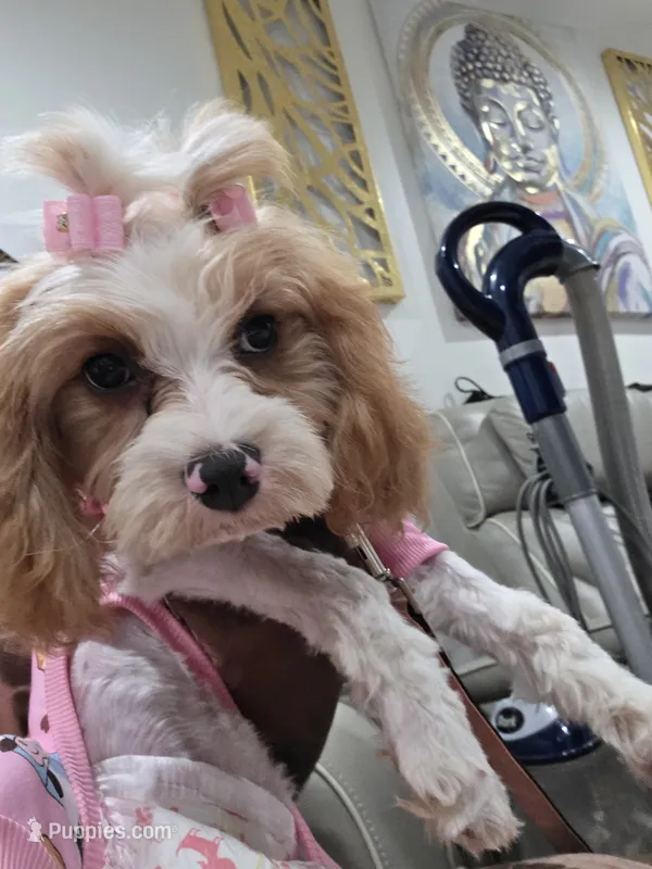 Hazel  – Cavapoo puppy for sale in Pensacola, FL