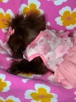 Shela , a female Shih Tzu for sale in Pensacola, FL – 5 of 8