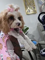Hazel , a female Cavapoo for sale in Pensacola, FL – 5 of 8