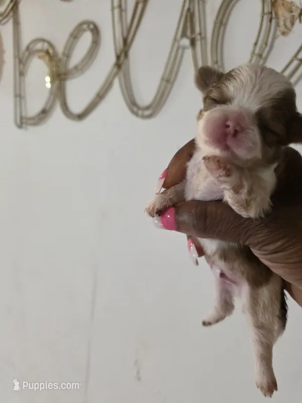 Lake  – Shih Tzu puppy for sale in Pensacola, FL